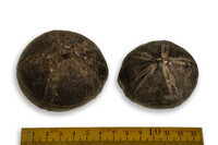 F 09957
<br/>
<br/>
<em></em>